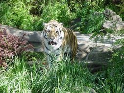 carnivore tiger animal wildlife portrait