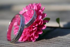 wedding rings on a bright pink flower