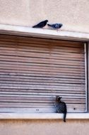 the kitten is watching the pigeons