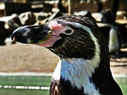 cute penguin bird close-up portrait