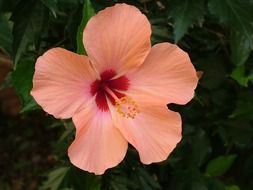 pale orange hibiscus with red heart close-up