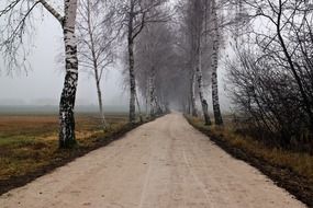 lonely road among birches