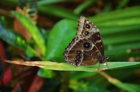 butterfly morpho peleides on a leaf close-up on a blurred background