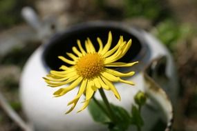 yellow blossom in the garden
