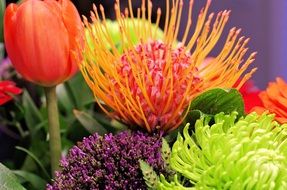 delightful golden tulip