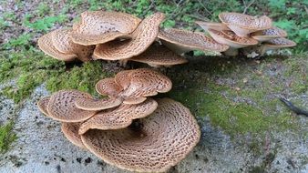 Dryad Saddle, Polyporus squamosus mushrooms on a stump
