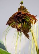 tacca or black orchid