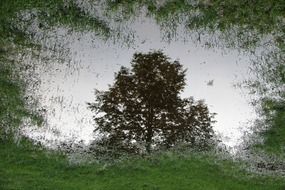 Tree reflection on a puddle