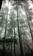 Beautiful green tree tops in mist in South Africa, bottom view