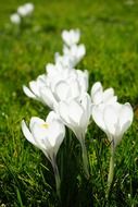 white crocuses on the meadow