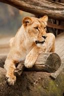 lioness on a log