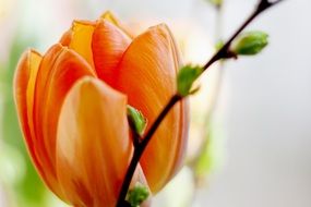 orange tulip bud
