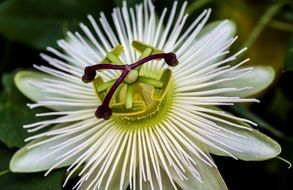 exotic passion flower