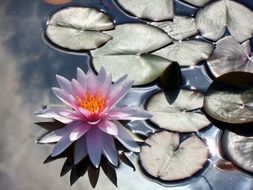 water lily on the mirroring pond