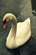 free swan bird