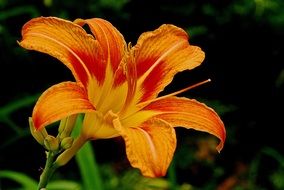 blooming orange lily close-up on a blurred background