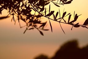 branches of the olive tree against the sunset