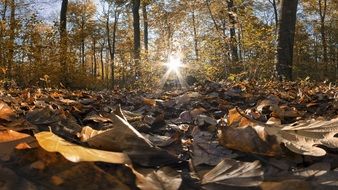 autumn forest leaves fall sun shine in trees