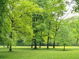 scenic trees in a park