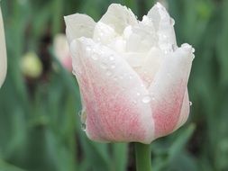 close up picture of white and pink tulip in water drops