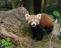 Wild panda in nature
