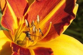 Bee on stamens of lilie