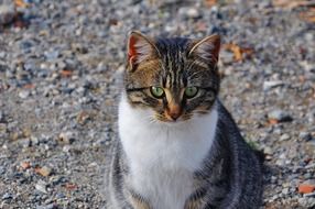 sweet cat close-up