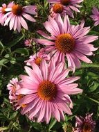 pink echinacea closeup