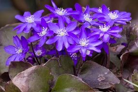 purple costs flower forest