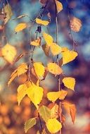 birch in autumn colors