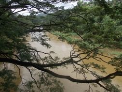 forest river with brown water, sri lanka