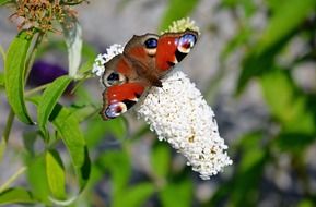 Admiral butterfly on a white flower in nature