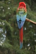 rear view of a big bright parrot