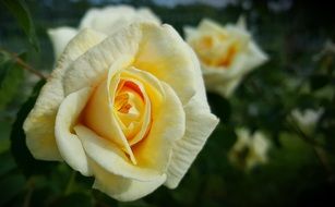 Beautiful white and yellow roses in summer