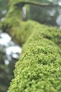 Green moss on the tree trunk