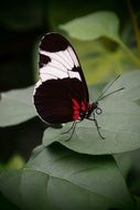 Macro picture of bright butterfly on a leaf