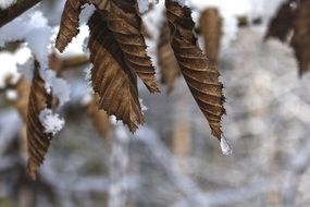 snow tree wood