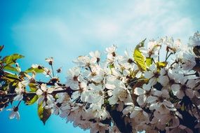 unbelievably beautiful cherry blossom