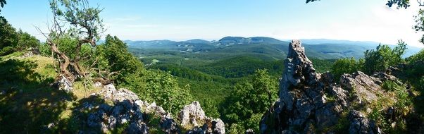 green trees on the Carpathian mountains in Slovakia