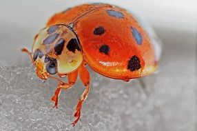 ladybug beetle, macro