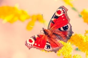 Bright peacock butterfly