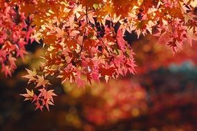 autumn maple leaves in sunshine