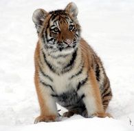 portrait of a tiger cub in the snow