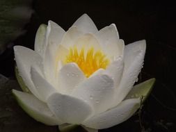 White water lily in drops of water