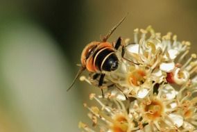bee collects pollen close-up photo