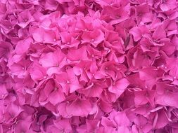 bright pink hydrangea close up