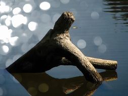 snag in calm water in the glare of the bright sun