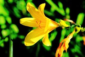 bright yellow summer flower close-up on blurred background