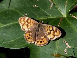 butterfly with brown wings on a green leaf