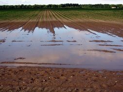 Photo of the arable field after the flood